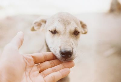 Close-up of hand holding dog