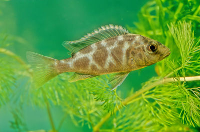 Close-up of fish swimming in sea