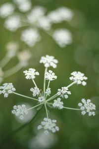 Close-up of white flowering plant