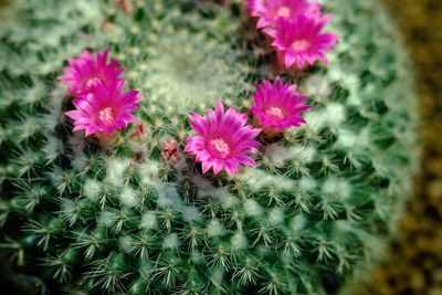Close-up of flowers blooming outdoors