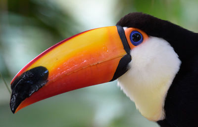 Close-up of a bird