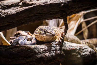 View of lizard on log