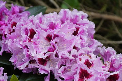 Close-up of pink flowers blooming outdoors