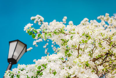 Low angle view of white flowering plant against blue sky