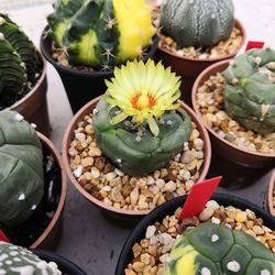 High angle view of cactus plant