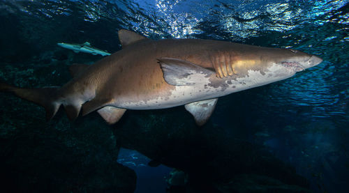 Fish swimming in sea