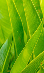 Full frame shot of green leaves