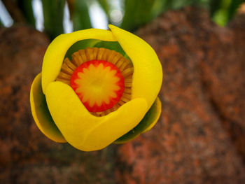 Close-up of yellow flowering plant