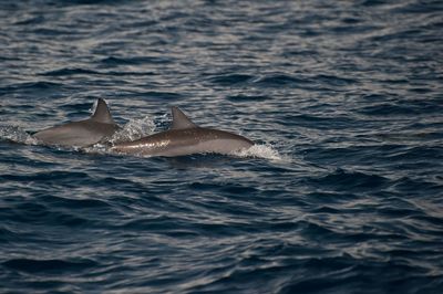 Dolphins swimming in sea