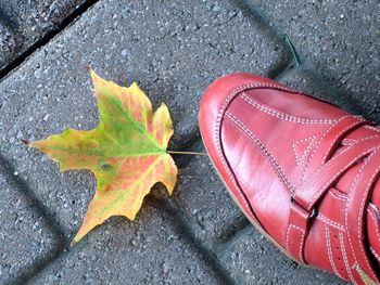 High angle view of maple leaf on street