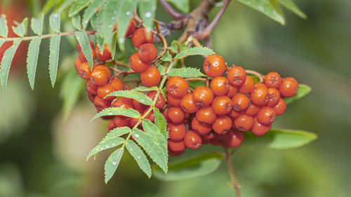 Close-up of cherries growing on plant