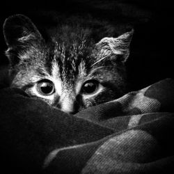 Close-up portrait of cat