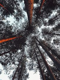 Low angle view of trees in forest against sky