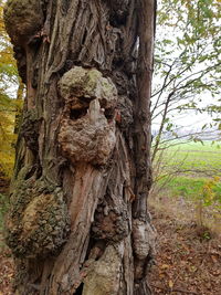 Close-up of tree trunk in forest