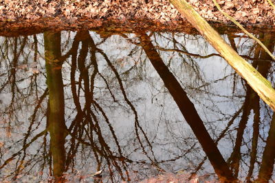 Low angle view of trees