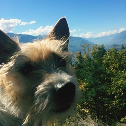 Close-up of a dog