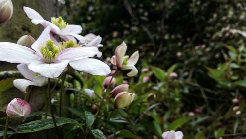 Close-up of flowers blooming outdoors