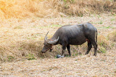 The buffalo is a pet of farmer.