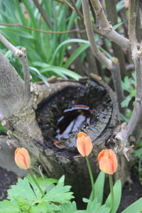 Close-up of orange flowering plant