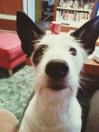 Close-up portrait of a dog