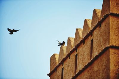 Low angle view of seagull flying against blue sky