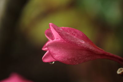 Close-up of pink flower blooming outdoors