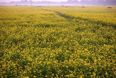 Scenic view of oilseed rape field