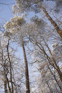 Low angle view of bare trees against sky