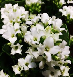 Close-up of white flowers