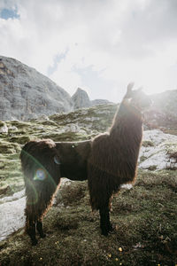 Lama in sunset in austrian dolomites. golden hour picture of lama.