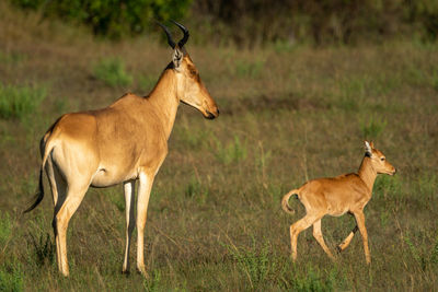 Side view of two horses on field