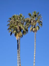 A view from the ground of 3 very tall palm trees with a clear blue sky in the background
