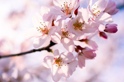 Close-up of pink cherry blossoms