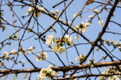 Low angle view of cherry blossoms against sky