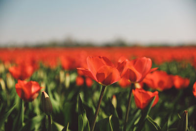 Close-up of red flowers blooming in field