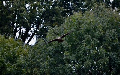 Bird flying over trees
