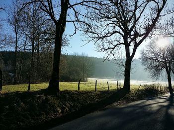 Bare trees on riverbank