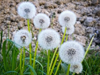 Close-up of dandelion on field