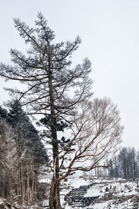 Low angle view of bare trees against clear sky