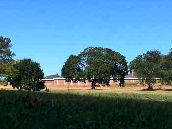 Trees on grassy field against clear blue sky