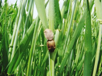 Close-up of mushroom growing on field