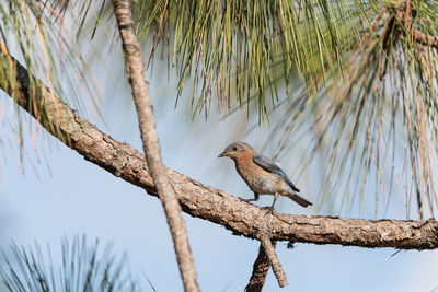 Fledgling female eastern bluebird sialia sialis perches on the trunk of a tree in naples, florida