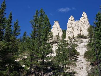 Low angle view of plants growing on rock against sky