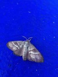 Close-up of butterfly on blue surface