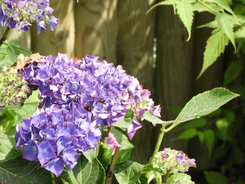 Close-up of purple flowering plants