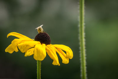 Close-up of bee pollinating on yellow flower