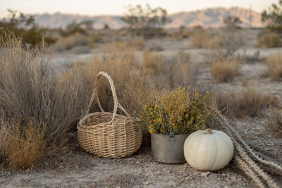 White pumpkin, dried cactus, basket in mojave desert autumn desert plants and earth colors