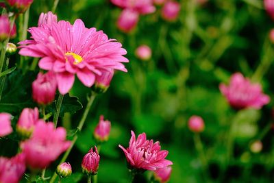 Close-up of pink flowering plants