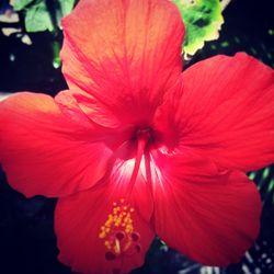 Close-up of red flower