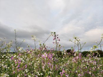 Purple flowering plants on field against sky